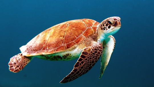 10 ciekawostek o żółwiach
